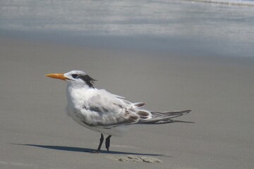 Royal tern on sand background in Atlantic coast of North Florida, closeup