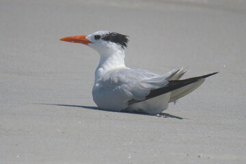 Royal tern sitting on sand in Florida beach, closeup
