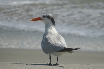Royal tern on ocean background in Atlantic coast of North Florida, closeup