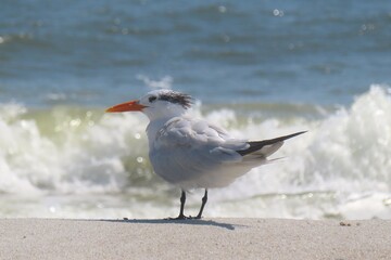 Royal tern on ocean background in Atlantic coast of North Florida, closeup