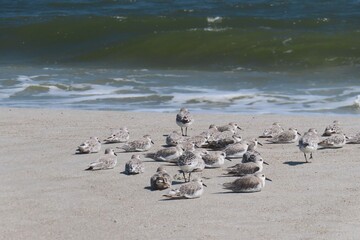 Sandpiper flock on ocean background in Atlantic coast of North Florida