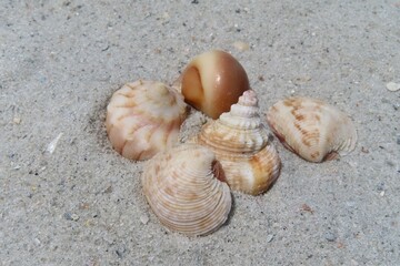 Seashell on the beach in Atlantic coast of North Florida, closeup