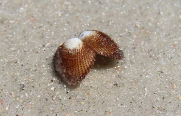 Brown seashells on the beach in Atlantic coast of North Florida, closeup