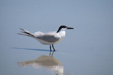 Crested tern on the beach in Atlantic coast of North Florida, closeup