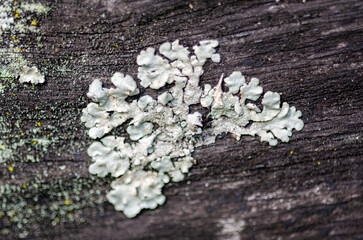 mushrooms on tree trunk