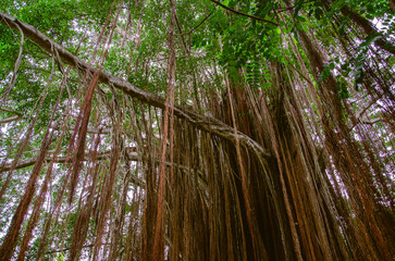 Fototapeta premium Forest in the morning, tropical forest santa marta Colombia