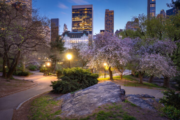 New York City spring evening in Central Park, with cherry trees in bloom framing iconic Midtown Manhattan landmarks