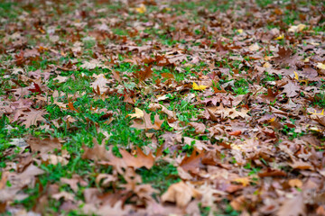 autumn leaves background, autumn NY