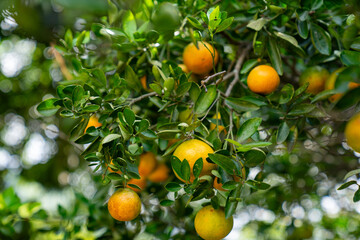 orange tree with oranges