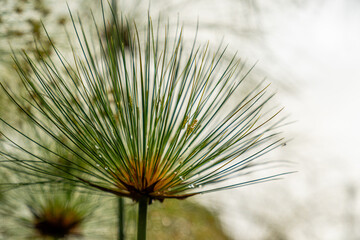 close up papyrus  