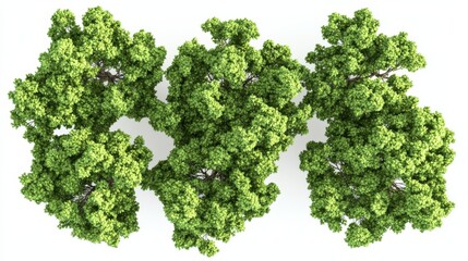 Aerial View of Three Lush Green Trees 3D Render, Top-Down Composition, Foliage Detail, Nature Concept Treetop, 3D Rendering, Nature