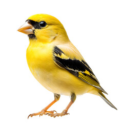 Naklejka premium Vibrant european greenfinch poses in studio with transparent background, showcasing its delicate plumage and features