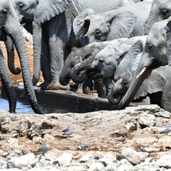 Elephants at a watering hole