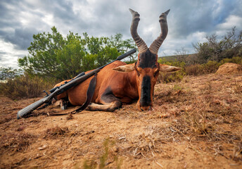 African Red Hartebeest antelope and rifle with telescopic sight after traditional legal hunting.