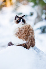 Ragdoll cat in the snow