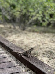 oriental garden lizard standing on the edge of a wooden walkway with sand and vegetation in background