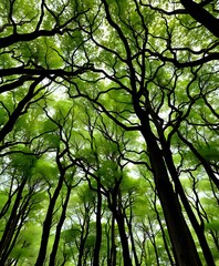 Naklejka premium Upright Trees with a Fallen Companion - Forest Canopy Scene