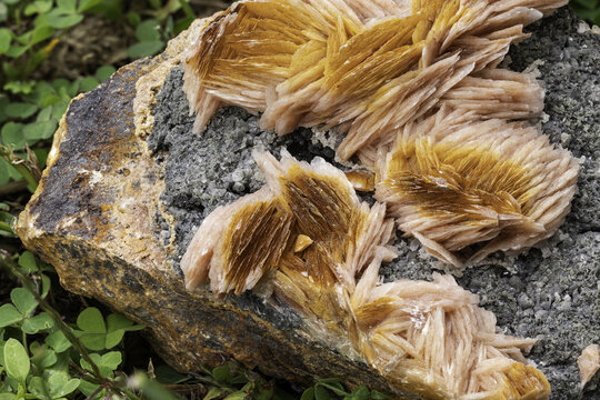 Detailed macro photography of radiant golden barite crystals emerging from a rough grey rock, highlighted against a backdrop of green foliage