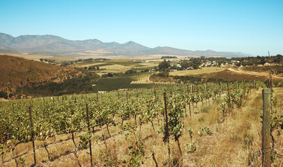 Naklejka premium Vineyard, plants and wine farm with countryside, winery and sustainability from organic harvest outdoor. Nature, soil and grapes in rows in environment with mountain, growth and agriculture in Italy