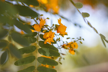 Yellow Pride of Bolivia Flowers