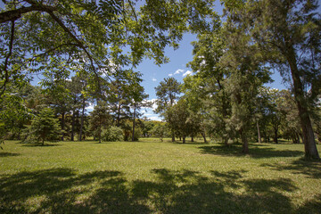Blue sky with green leafs in Porto Alegre RS Brazil