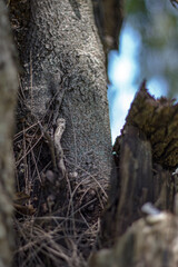 Broken tree showing trunk texture