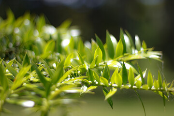 Blue sky with green leafs in Porto Alegre RS Brazil