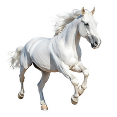 Obraz premium White horse running with flowing mane and tail on transparent background, ideal for easy integration into designs