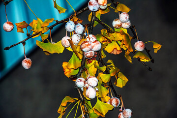 Ginkgo biloba pendula tree with fruits and yellow leaves in autumn on a sunny day.