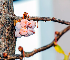 Ginkgo biloba pendula tree with fruits and yellow leaves in autumn on a sunny day.