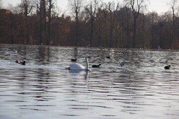swan on the lake in london