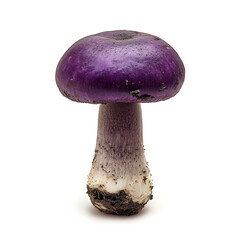 Unique Purple Mushroom Showcasing Vibrant Colors and Natural Textures in a Minimalist Setting