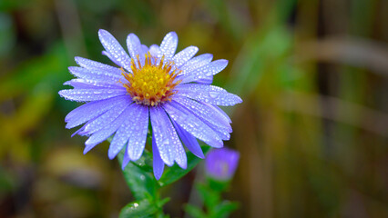 flower, nature, purple, blossom, spring, flower in the rain, beauty, kwiaty w deszczu
