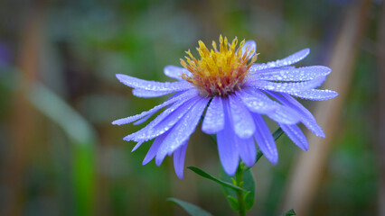 flower, nature, purple, blossom, spring, flower in the rain, beauty, kwiaty w deszczu