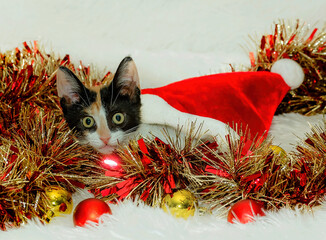 Calico cat peeking from Christmas Santa hat