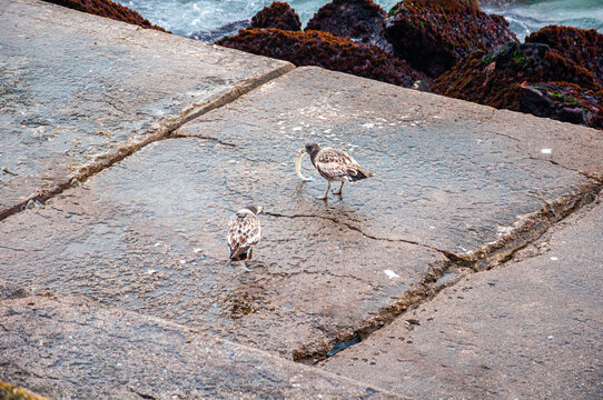 Two seagulls, Larus Atlanticus, eating "Cornalitos", Odontesthes incisa, on the breakwater