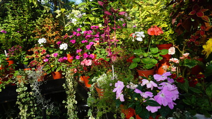 Flowers, art and museum