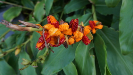 botanic garden and flowers plus architecture