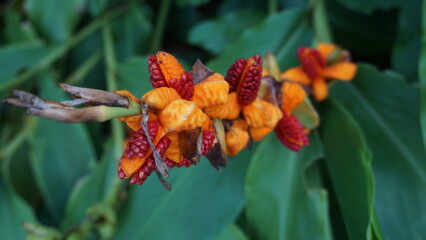 botanic garden and flowers plus architecture
