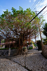 首里金城町のガジュマル