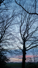 Silhouetted trees against a twilight sky in a serene natural landscape during early evening hours