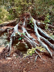 roots in the forest