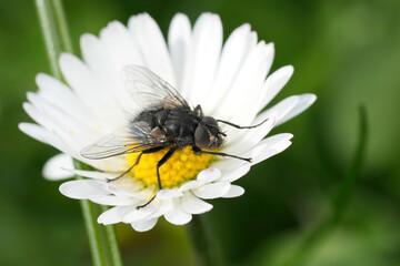 Closeup on a Bellardia fly species in a white Common daisy flower