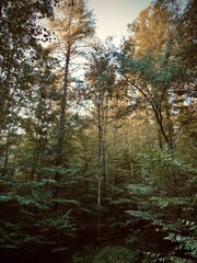Obraz premium Forest scene with early fall colors in Red River Gorge