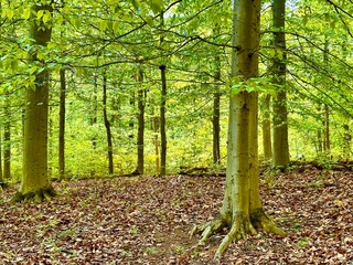 Green beech trees in Mt. Airy Forest, Cincinnati, Ohio