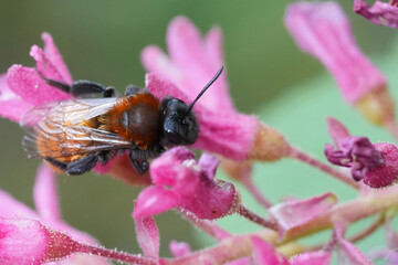 Closeup on a colorful female red tawny mining bee, Andrena fulva on a red Ribes sanguineum flower