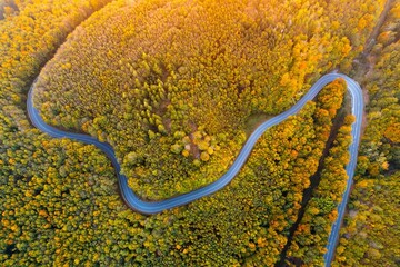 Aerial view of winding road through autumn forest.
