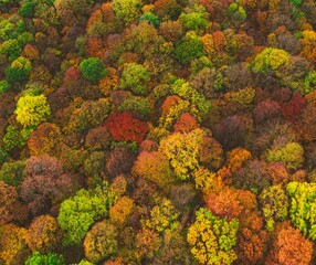 Aerial view of a vibrant autumn forest.