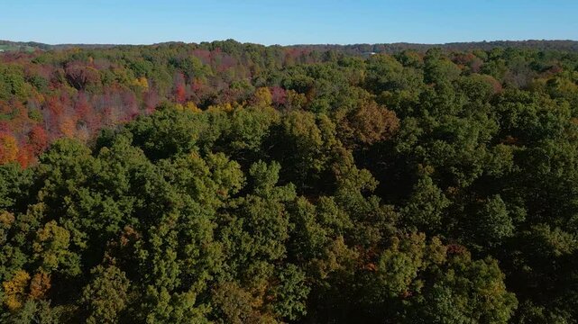 Aerial view of a colorful Autumn forest on the mountainside, drone 4K