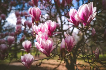 Fototapeta premium Pink Magnolia Flowers in Bloom